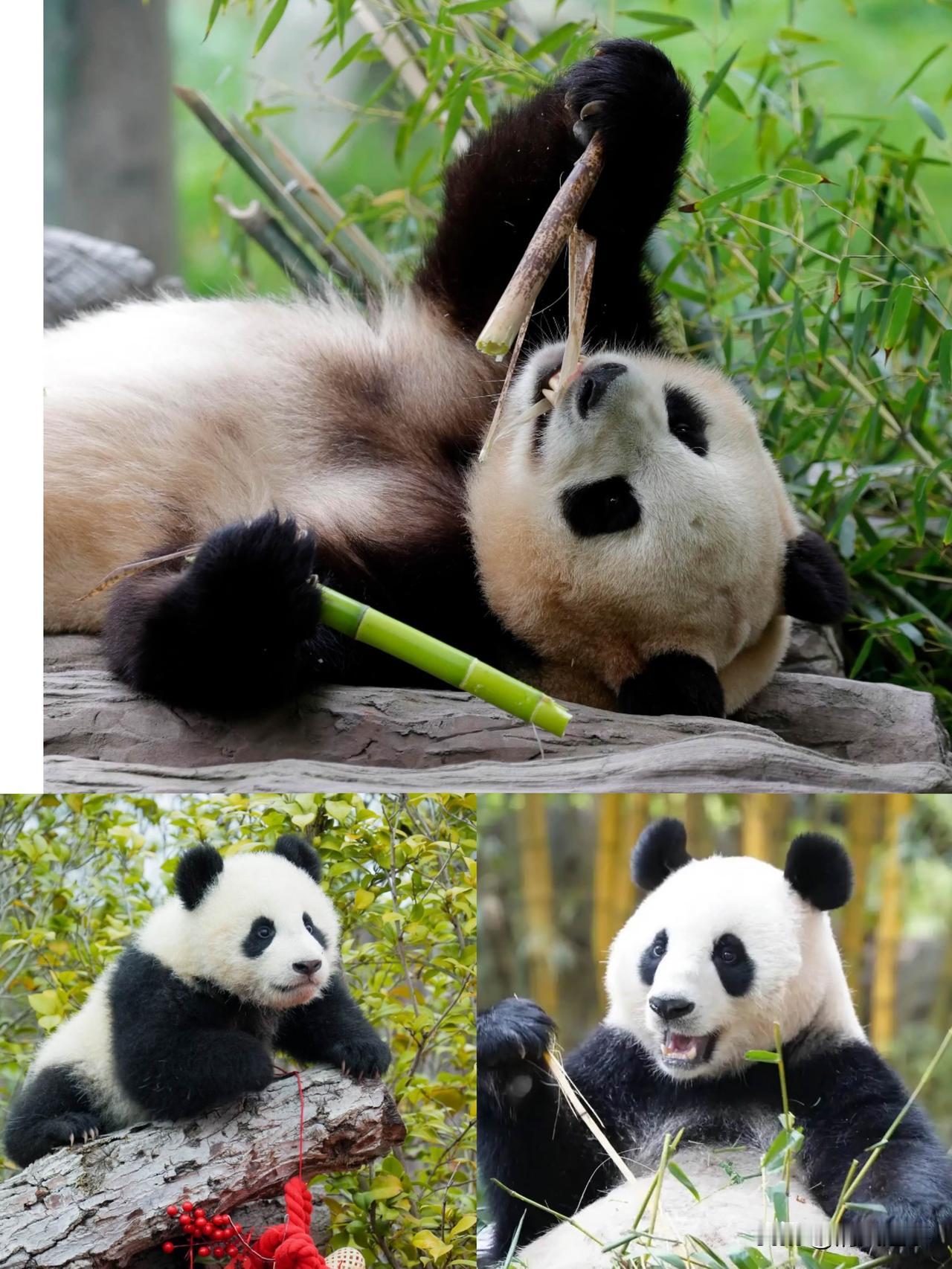 看了刚回国那两只熊猫的视频我是真没忍住笑在日本那会儿，天天顶着个黑眼圈装深