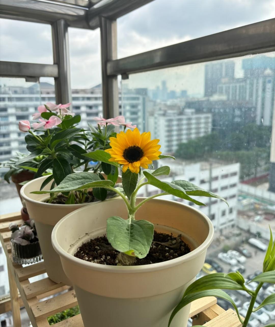 我发现了一个有意思的现象人到中年解压的方式都变了之前是找人打牌喝酒现在大