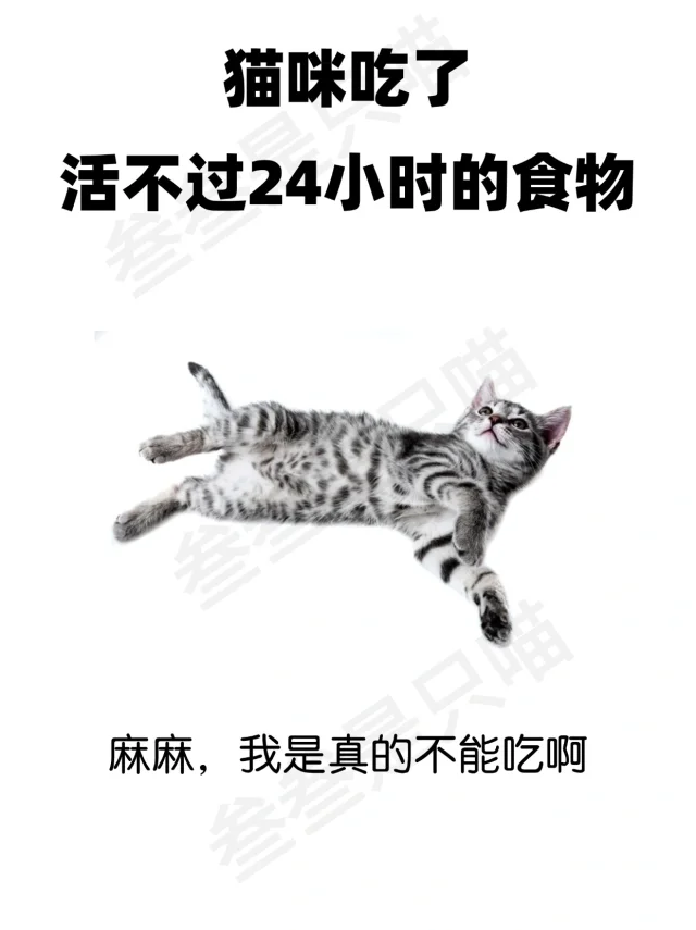 猫咪饮食禁忌 这些一定不要吃
