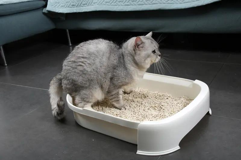 学生拉不出屎，真是学校的新耻辱！现在很多中学生都被功能性便秘困扰。学校行程安排满