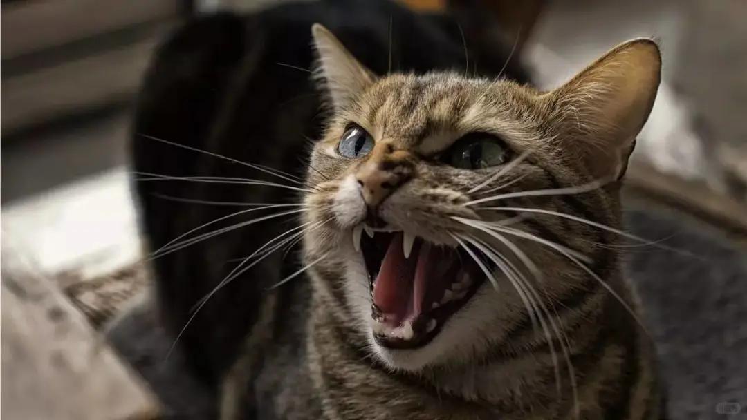 我想弄死这只猫！我家的猫昨天不知道怎么了，就凄惨的嚎叫，第一次叫直接给我吓了一