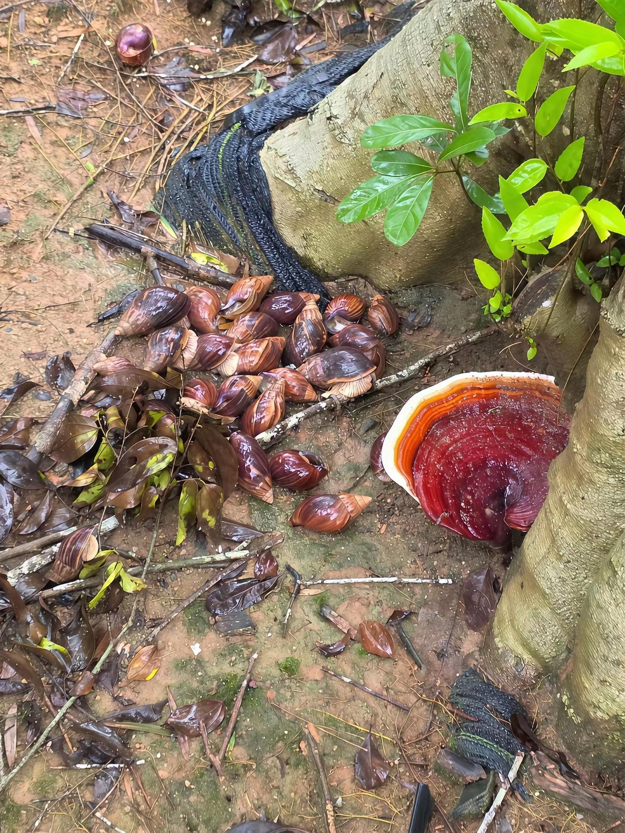 这东西繁殖能力也太快了。杀了一波又一波。