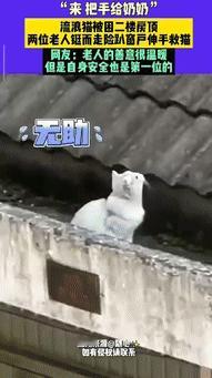 “骨子里的善良！”浙江一奶奶发现流浪猫被困在房檐上后，就外挂在窗户外，伸手哄猫咪