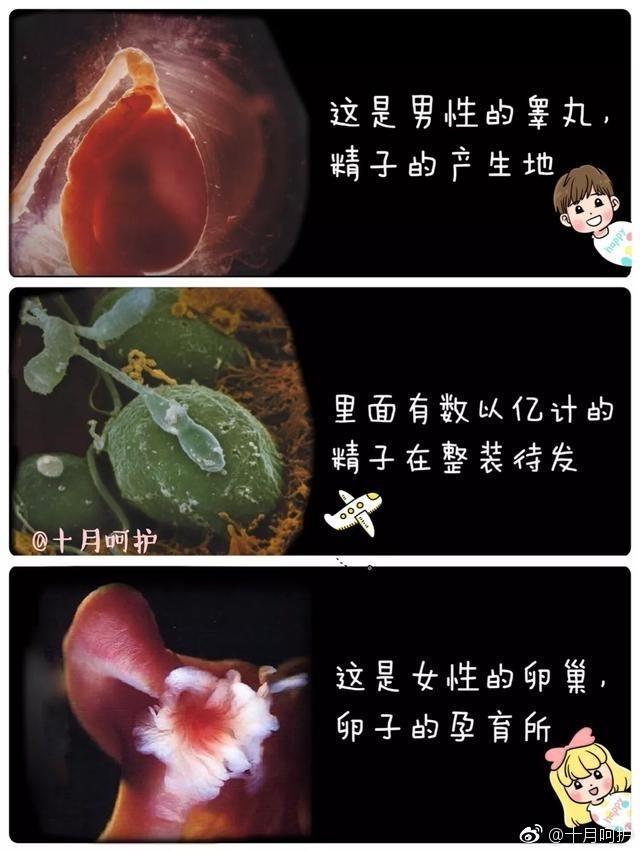 最全的胎儿发育图, 为你展示生命萌芽成长的整个过程