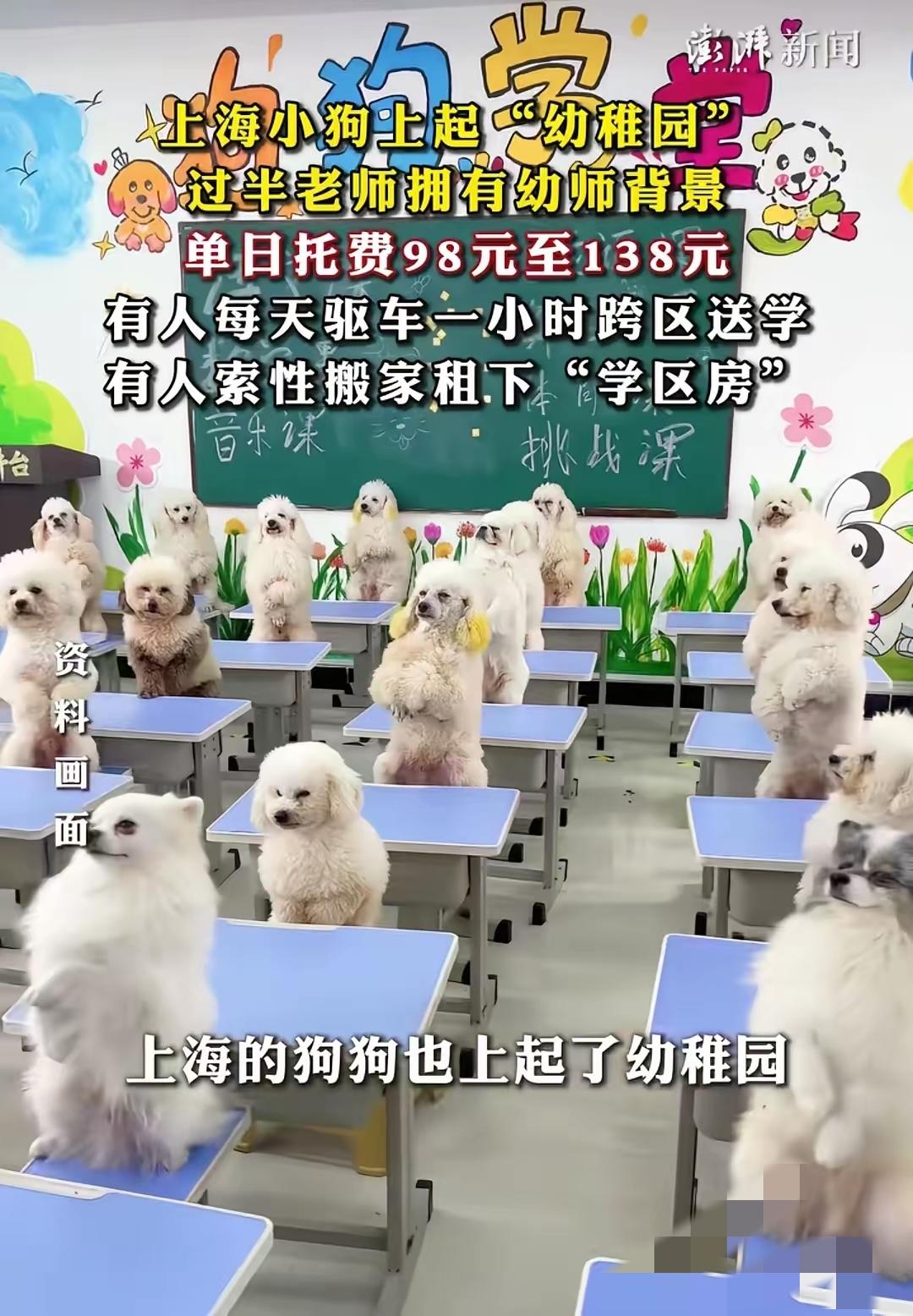 狗再金贵也成不了人，这种养宠观真的该醒醒了上海高端宠物学校越来越火，校车、