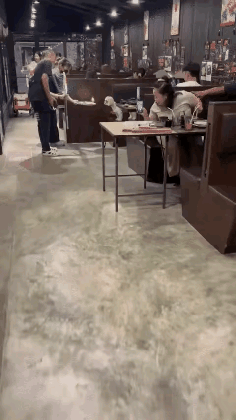 “简直亮瞎你的眼！”一饭店里，一对男女竟在众目睽睽下给狗狗过起了生日。引得周围用