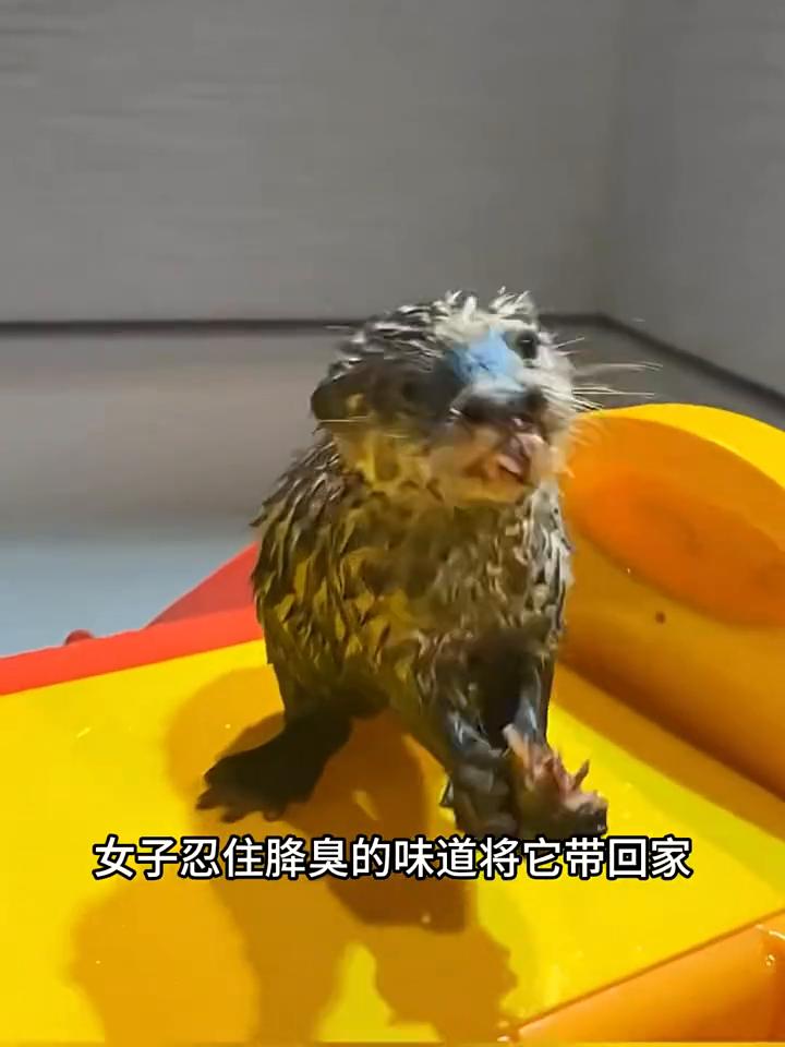 若不是亲眼所见，我都以为山海经里又发现了什么神秘物种。眼前这只正在吸允着手指头的