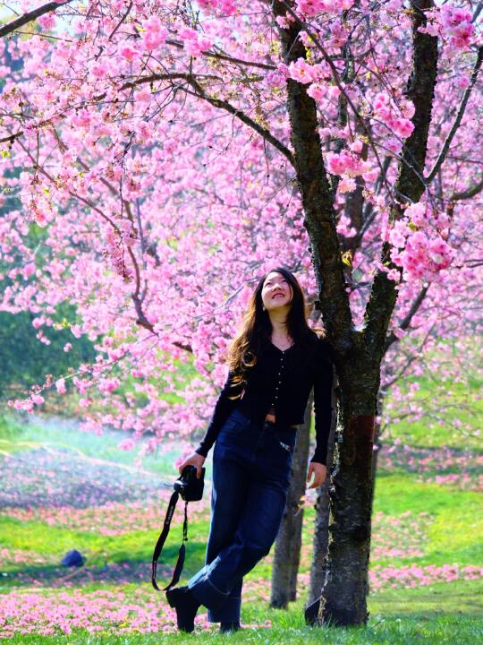 广州一天往返即可，赴一场樱花之约🌸