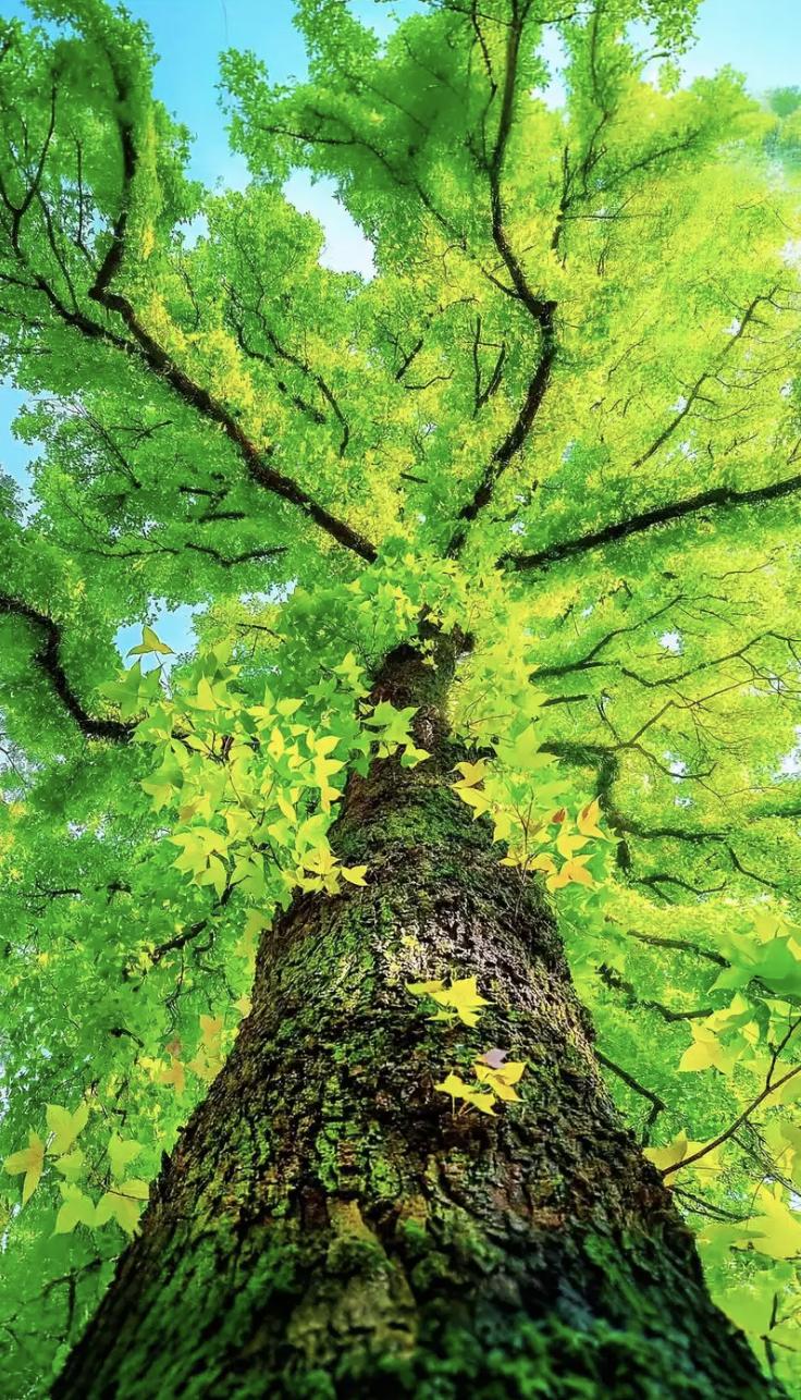 道家有个说法，叫“孩子是木，父母是土”木要长，土要稳。“土生木”——你给足底