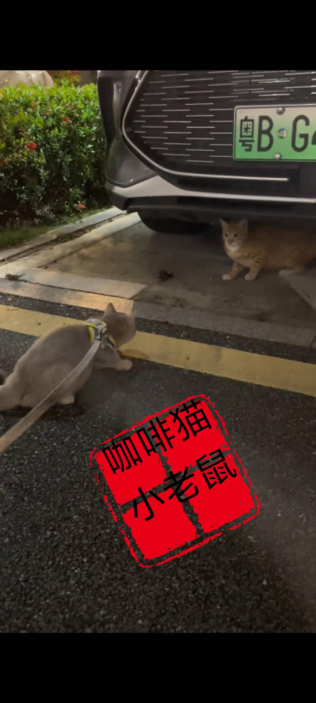 一位小姐姐午夜时分带着自己的爱猫在小区里面遛弯的时候，突然自己的猫咪径直来到了一