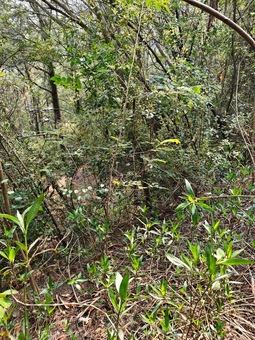 给你们看下南方更少见的一种墓地，在半山腰