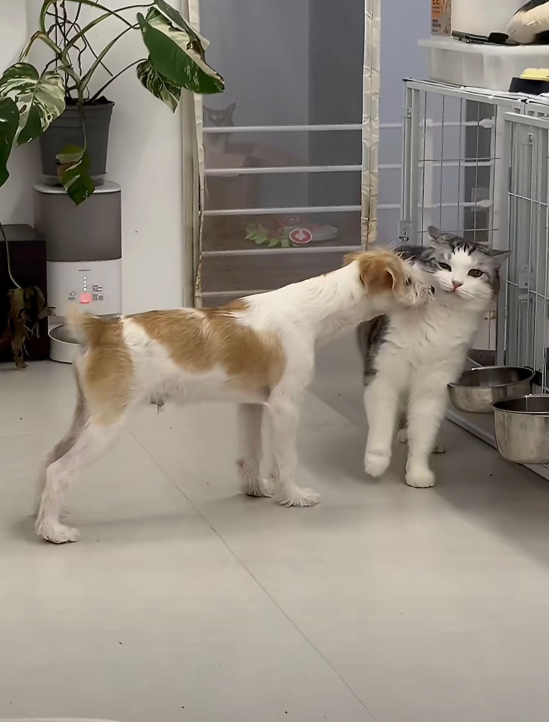 狗做车车样子​​​