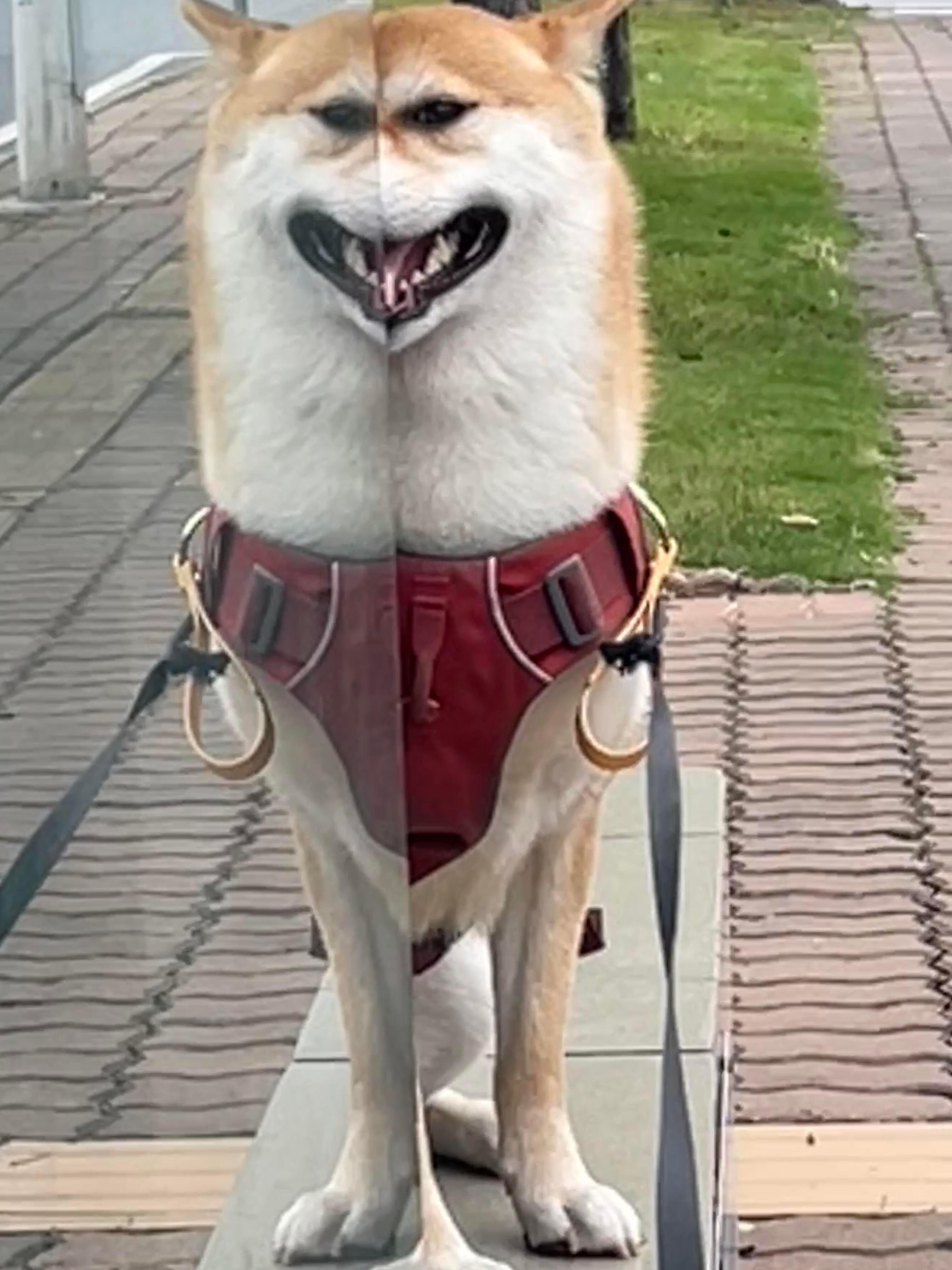 狗狗也有自己的哈哈镜​​​