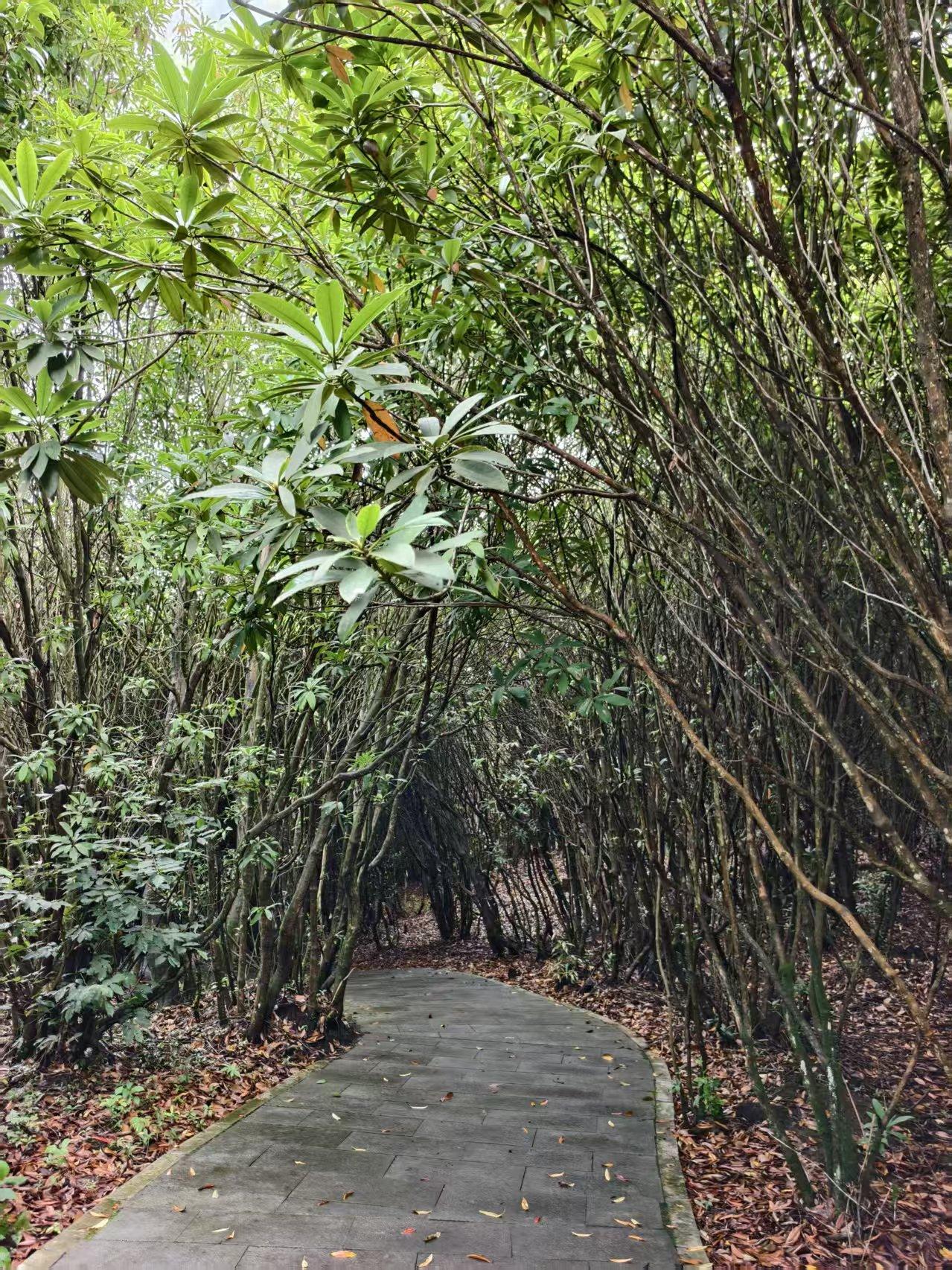 在大方百里杜鹃住了两天，这里的气温在20度左右，最高不过25度，比桐梓更适合避暑