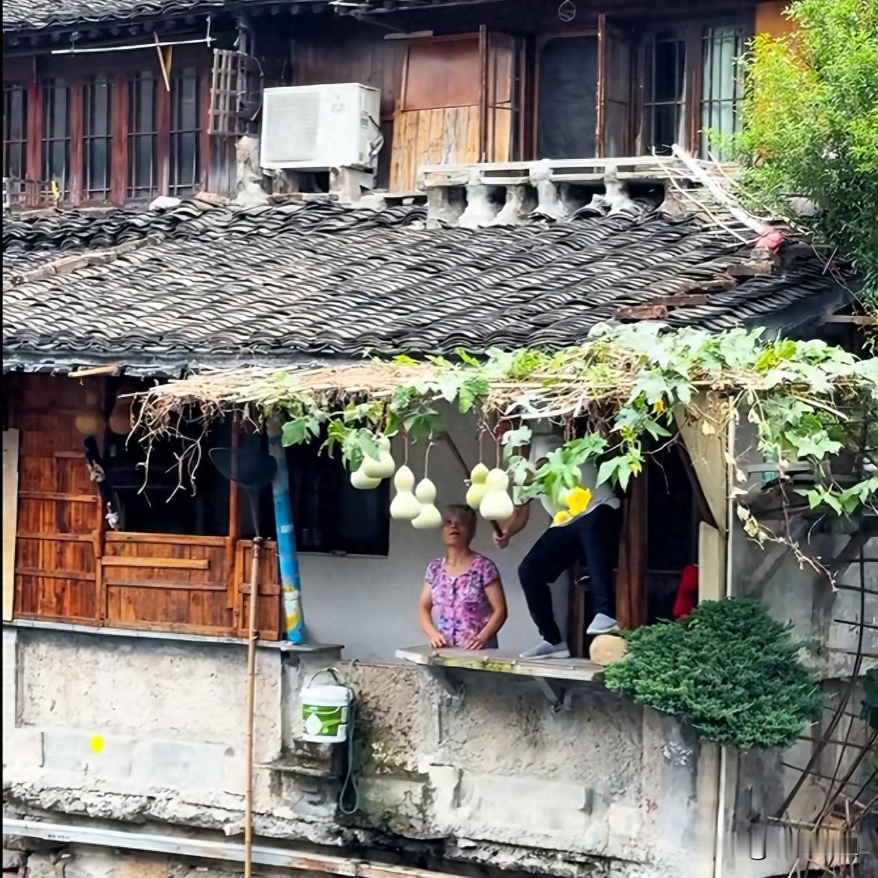 “葫芦娃果然又挂回去了。”摘下没几天，绍兴的葫芦娃爷爷又在奶奶的帮助下，把七