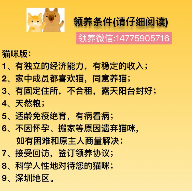 有朋友想养牌子猫吗？前段时间被人一大筐扔在停车场的。深圳领养深圳