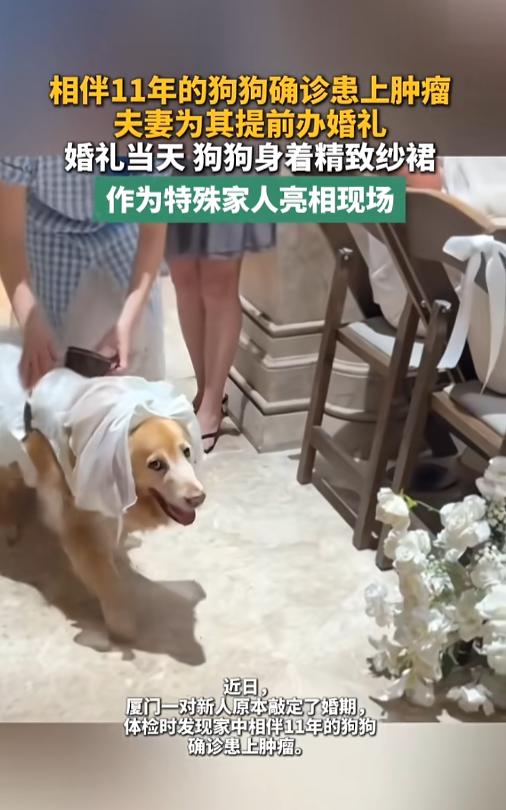 “这可能就是爱吧！”7月28日报道，福建厦门，一对夫妻已经敲定好了婚期，可是却发
