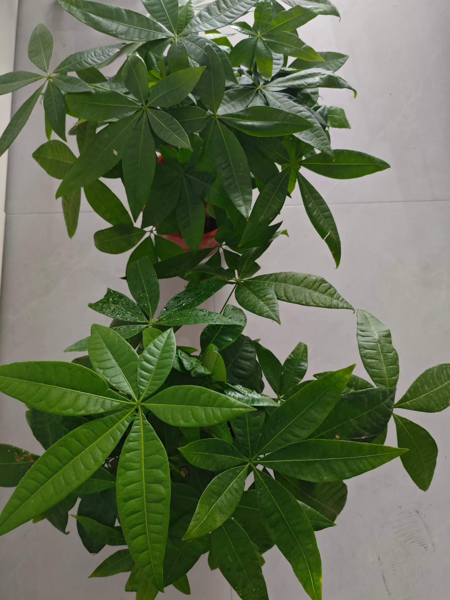 几天，没有来都开花🌸