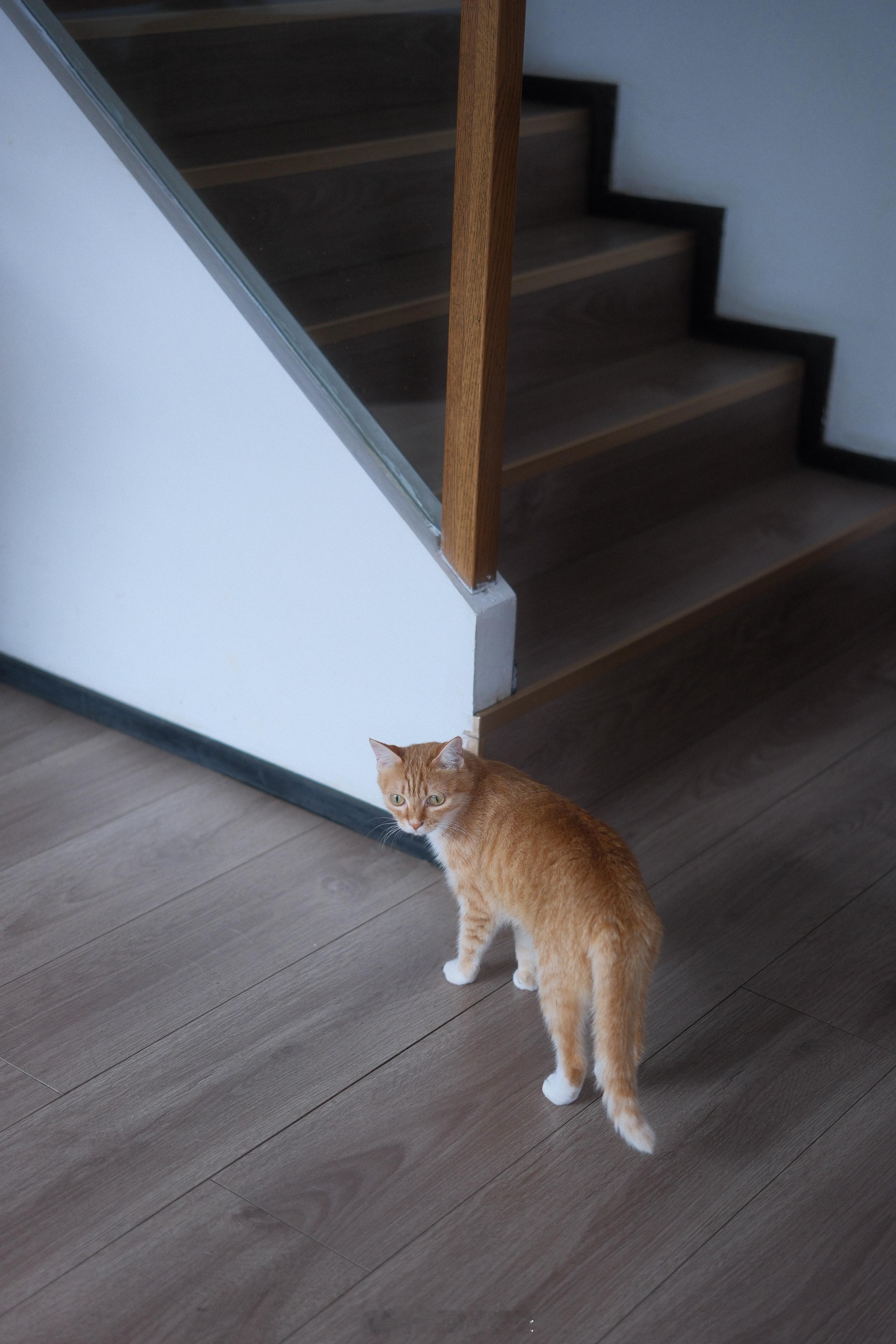 世界猫咪日谁还没有猫了？