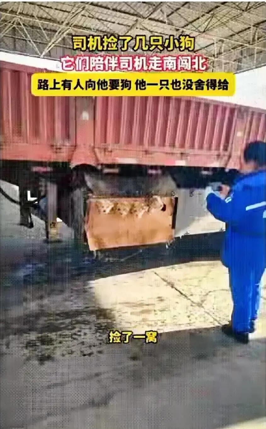 烟台一个跑长途的大哥，凌晨卸货时听见纸箱里有细声细气的哼唧，蹲下去一看，三只还没