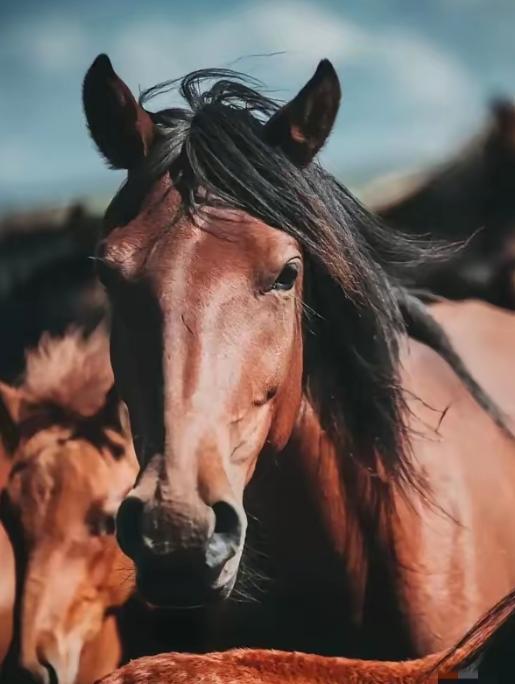 中国每年有470万匹马被屠宰，可是在国内几乎看不到有人吃马肉，这些马肉都去哪了？