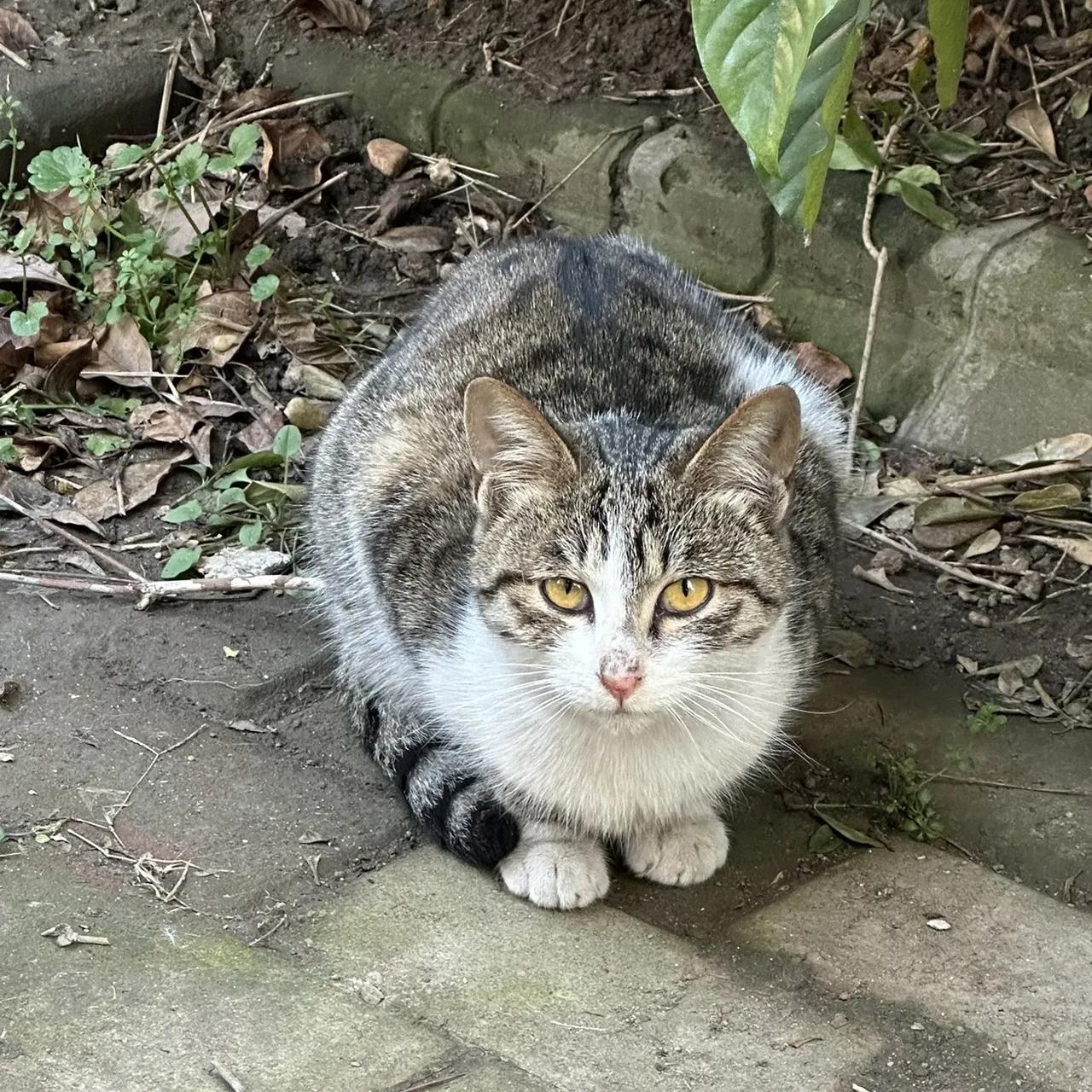 水库放生上千只猫这事，背后可能没那么简单。广东清远的迎嘴水库，有网友拍到有人
