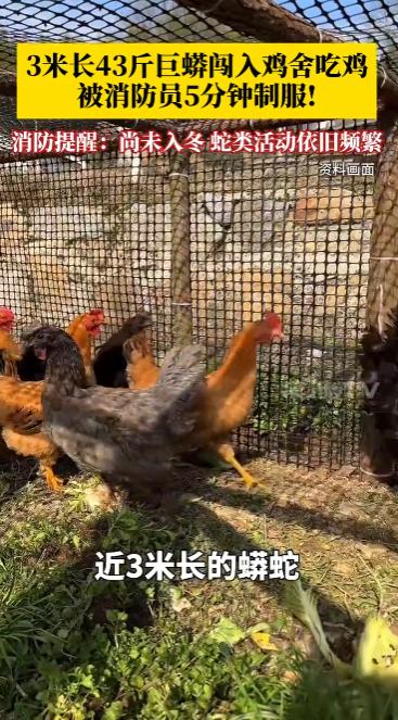 “太吓人了！”2025年10月，广东惠州，一男子听到鸡舍出现异响前去查看，只见一