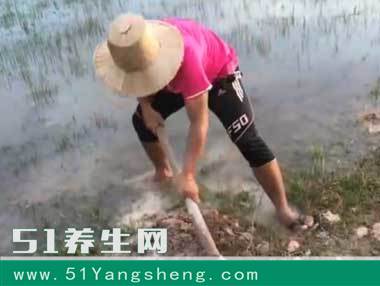 男子在池塘边挖个坑剁点碎肉进去, 第二天竟收获这种好东西