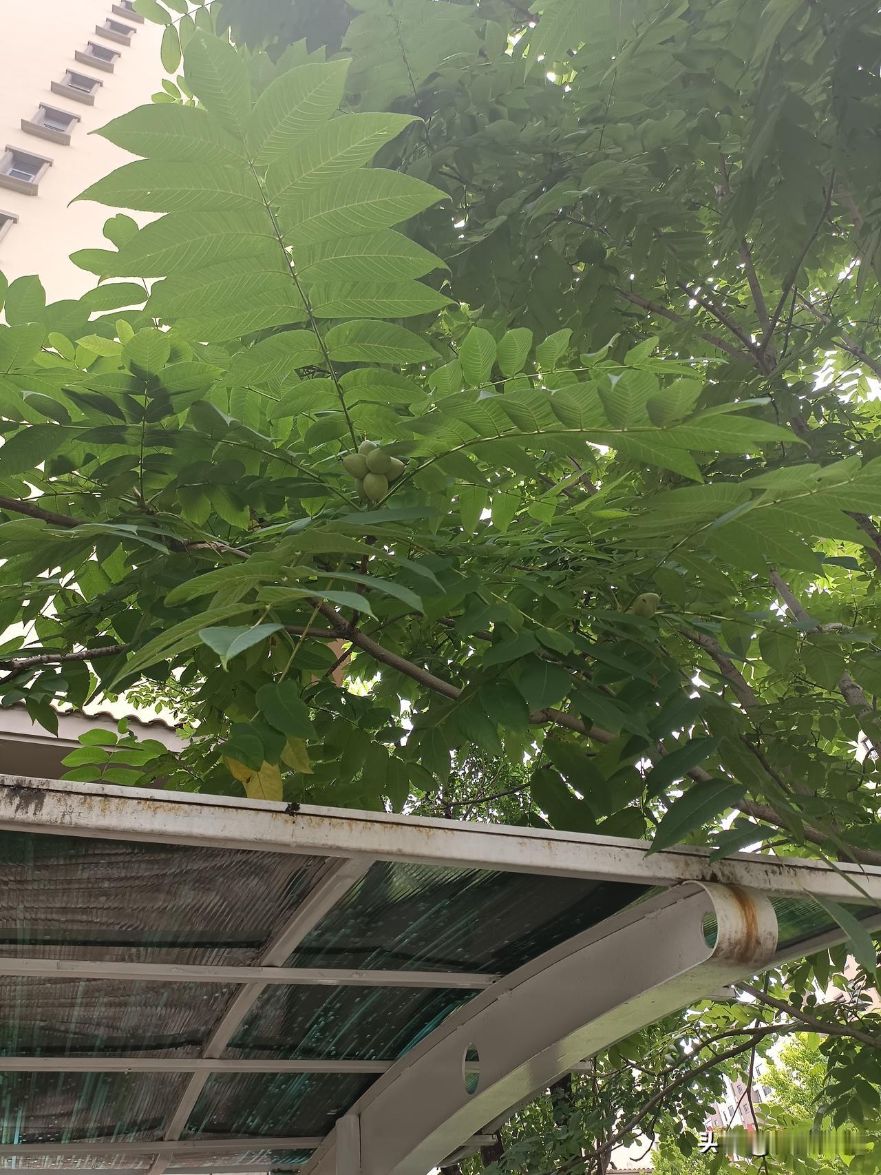 核桃树现在，许多小区种植核桃树、杏树、桃树等。杏树、桃树春季开花好看，结的果实