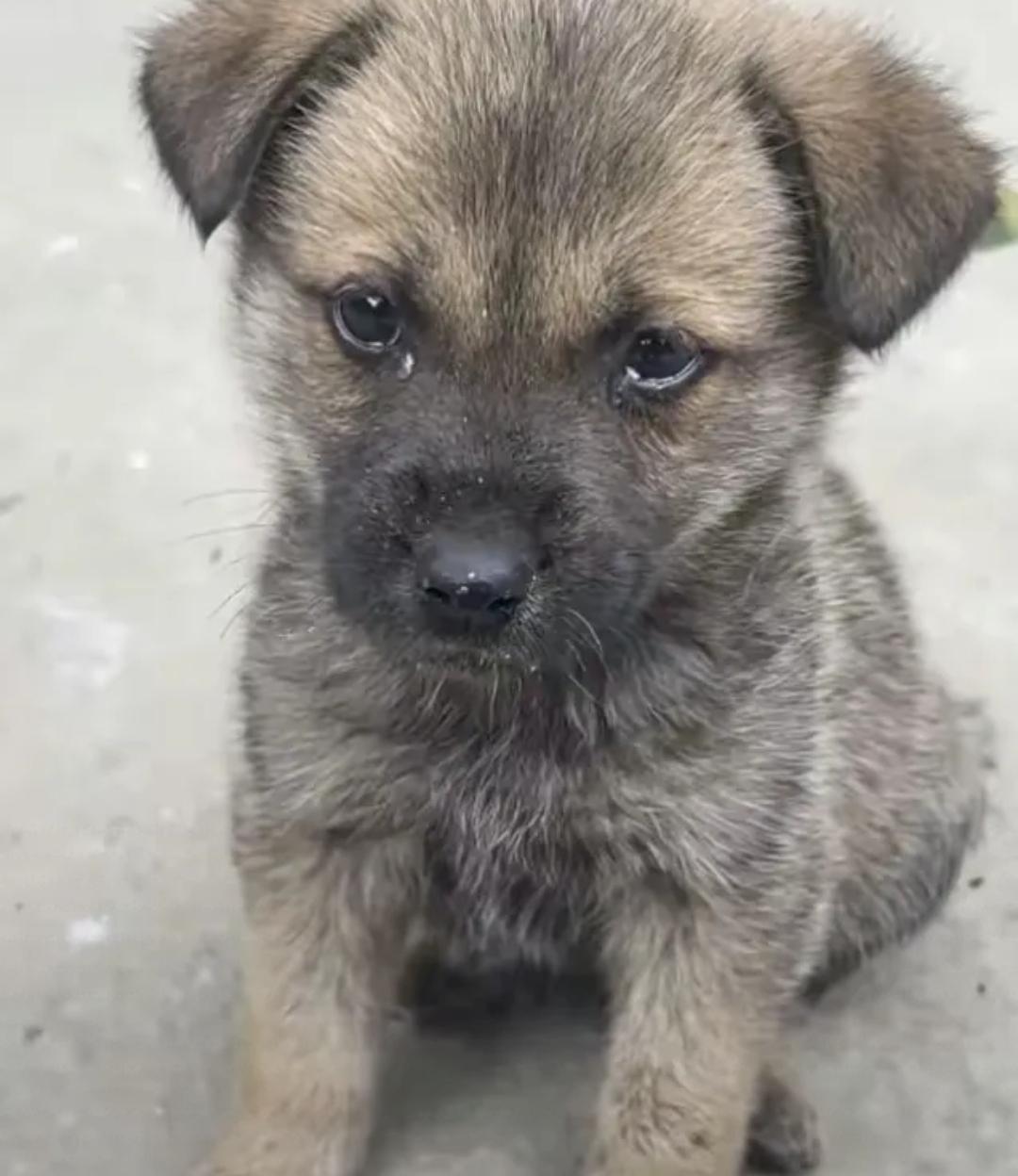 太残忍了!昨天中午下班去门口面馆吃饭看见老板竟然拿着皮带在抽打一只小狗小狗