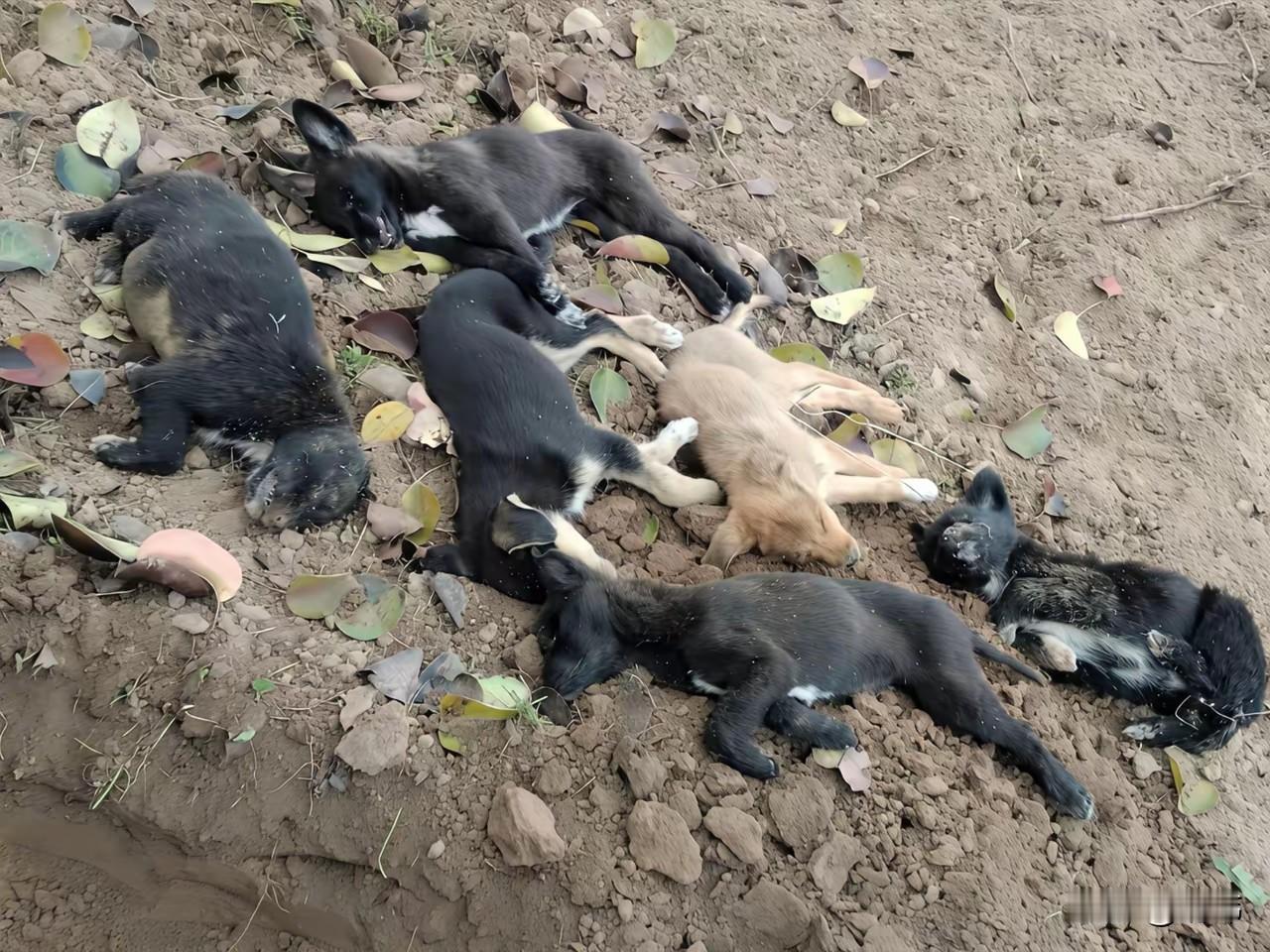 太可怜了！一位阿姨经常投喂附近公园里的一只流浪狗妈妈，后来它生了六只小奶狗，阿姨