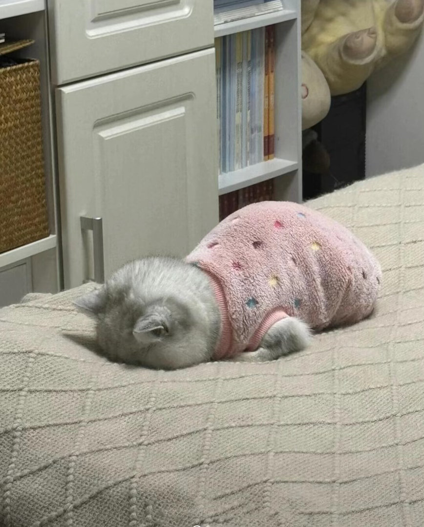 小猫咪睡觉觉了