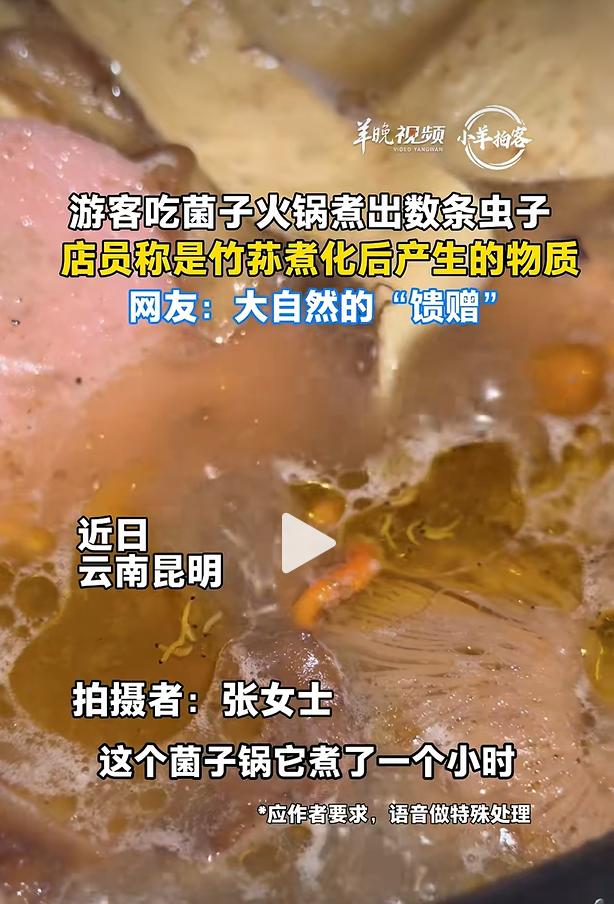 云南昆明一家野生菌火锅店曝出卫生争议，外地游客张女士进店消费，菌锅熬煮一小时准备