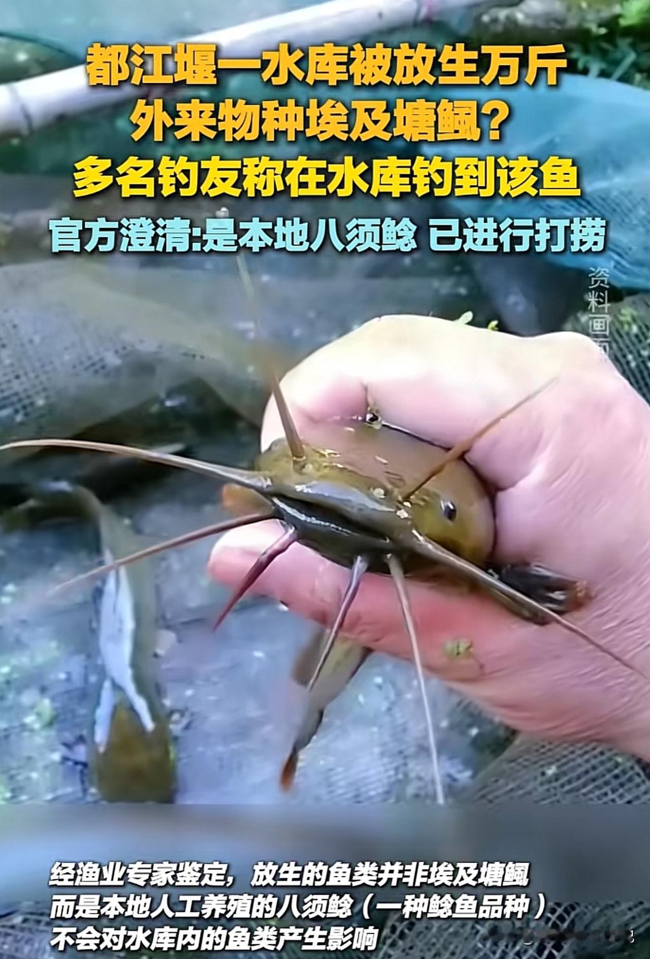 官方回应“都江堰水库被放生万斤埃及塘鲺”放生一定要分清楚情况，这种动不动几百斤几