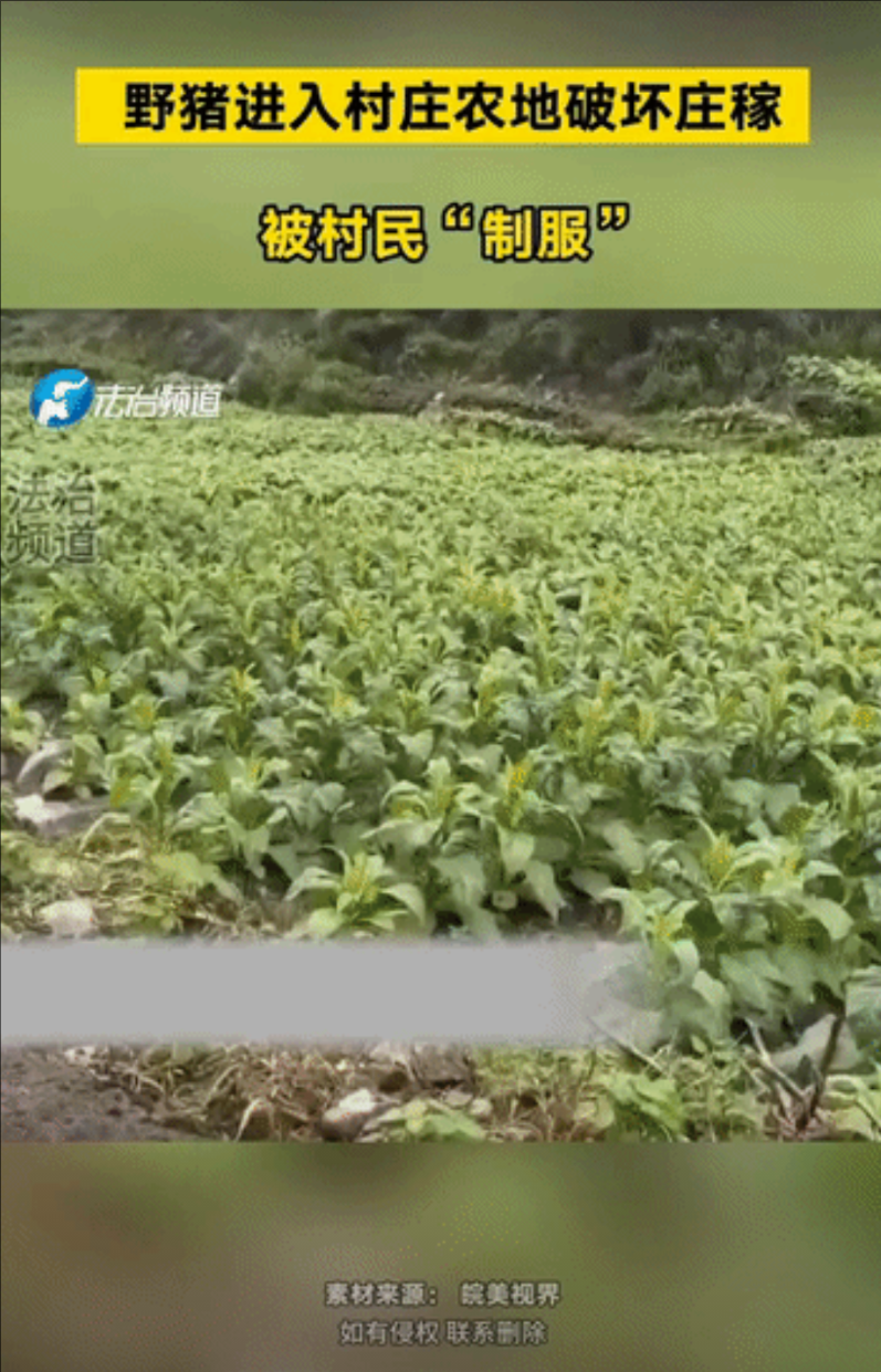 一农民大爷远远瞧见一只野猪在偷偷啃食庄稼，他赶忙抄起家伙去驱赶。他刚到田边，野猪