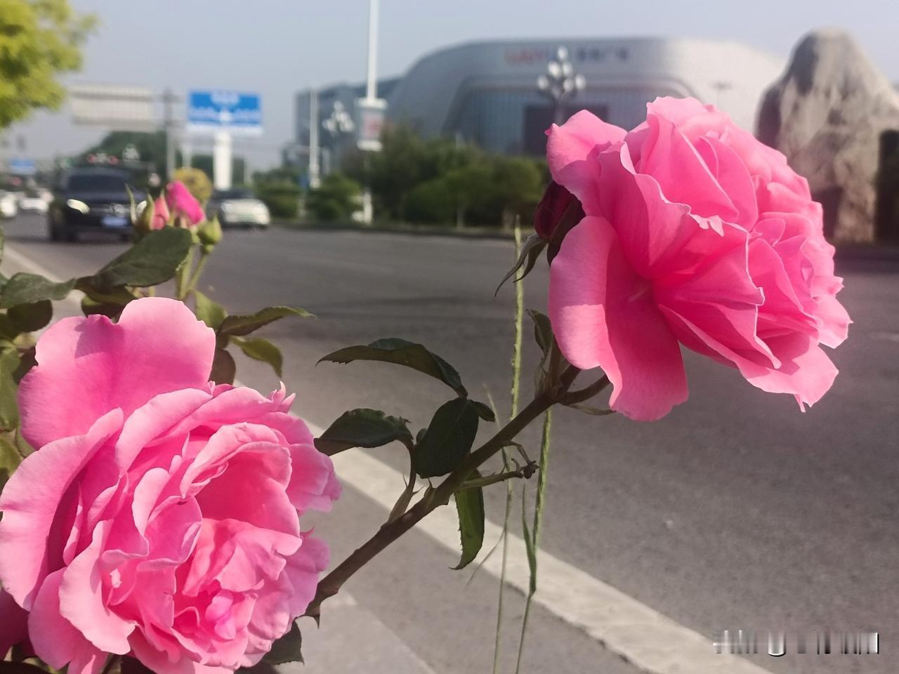 在婚姻中,面对背叛应该如何处理?婚姻里最伤人的，从来不是平淡琐碎，而是突如其来的