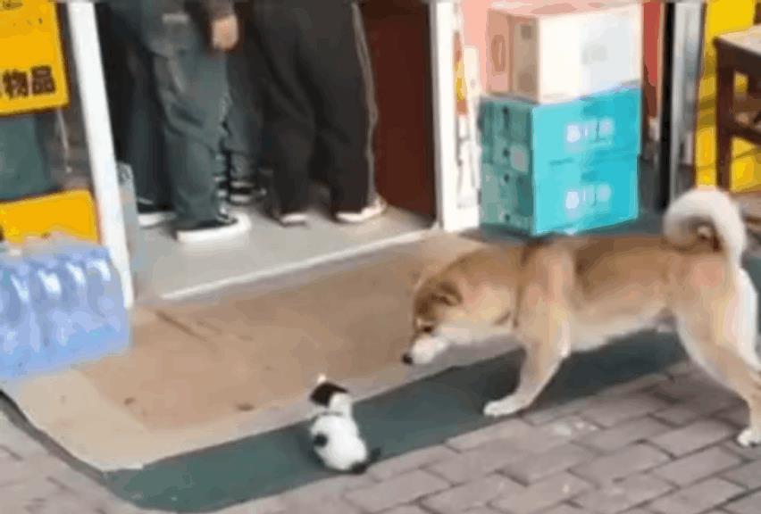 又菜又爱玩的狗子，猫仔这么镇定，看来不是第一次了，狗子顽皮玩的就是刺激吧。