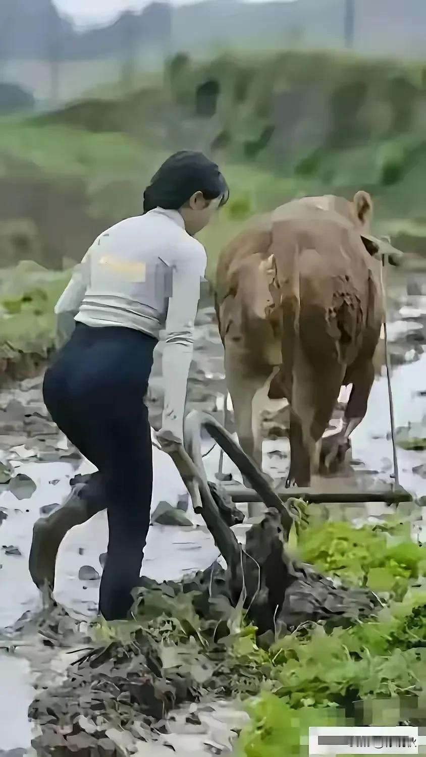 女人扶犁牛前移，水田劳作半身泥。吃苦耐劳不稀奇，家无男人苦命你。