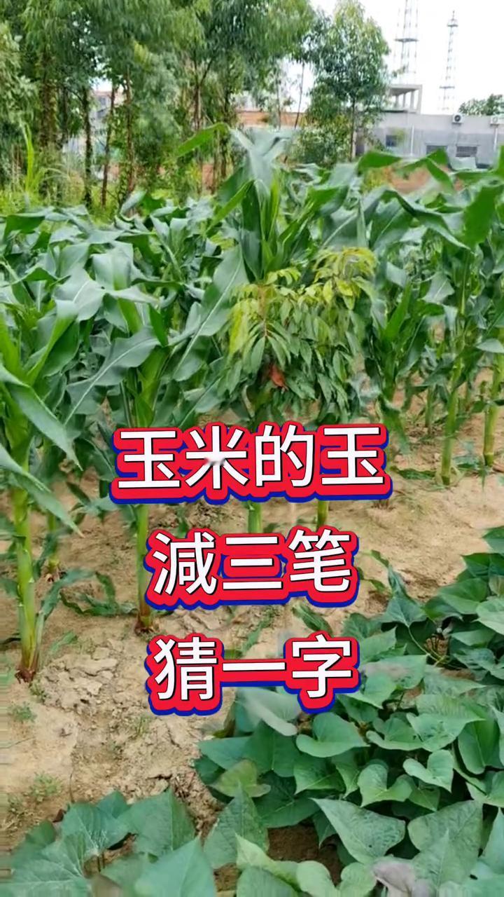玉米的玉减三笔猜一字。到目前为止没有一个人答对，能答上来的都是高手。请问玉米的
