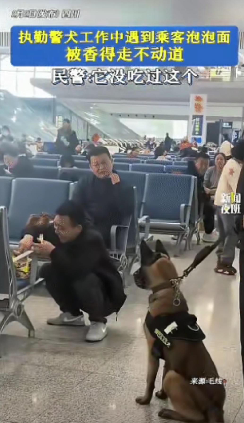 好可爱啊！四川，执勤警犬工作时，突然停下脚步，民警怎么拉都不动，本以为是发现