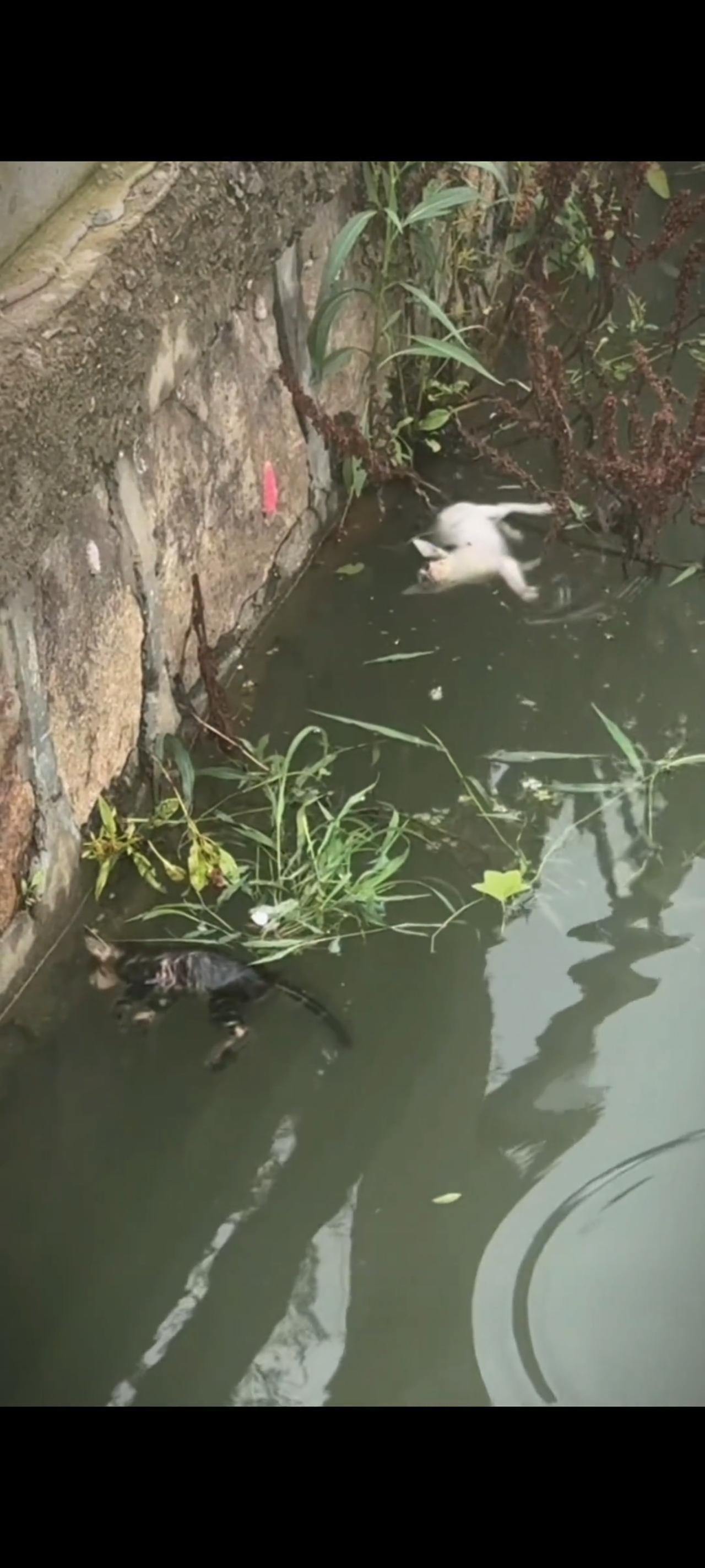 面前的小猫她们是无辜的，但是有的人却为了一己之私，竟然拿她们来当取乐的对象，直接