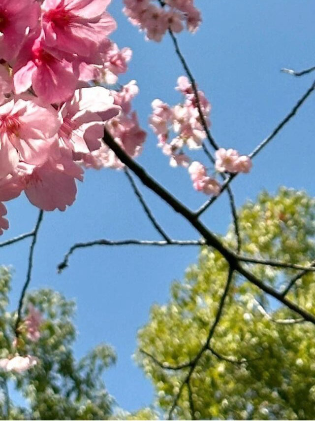 《观沧海》三国·曹操东临碣石，以观沧海。水何澹澹，山岛竦峙。树木丛生，百草丰茂。