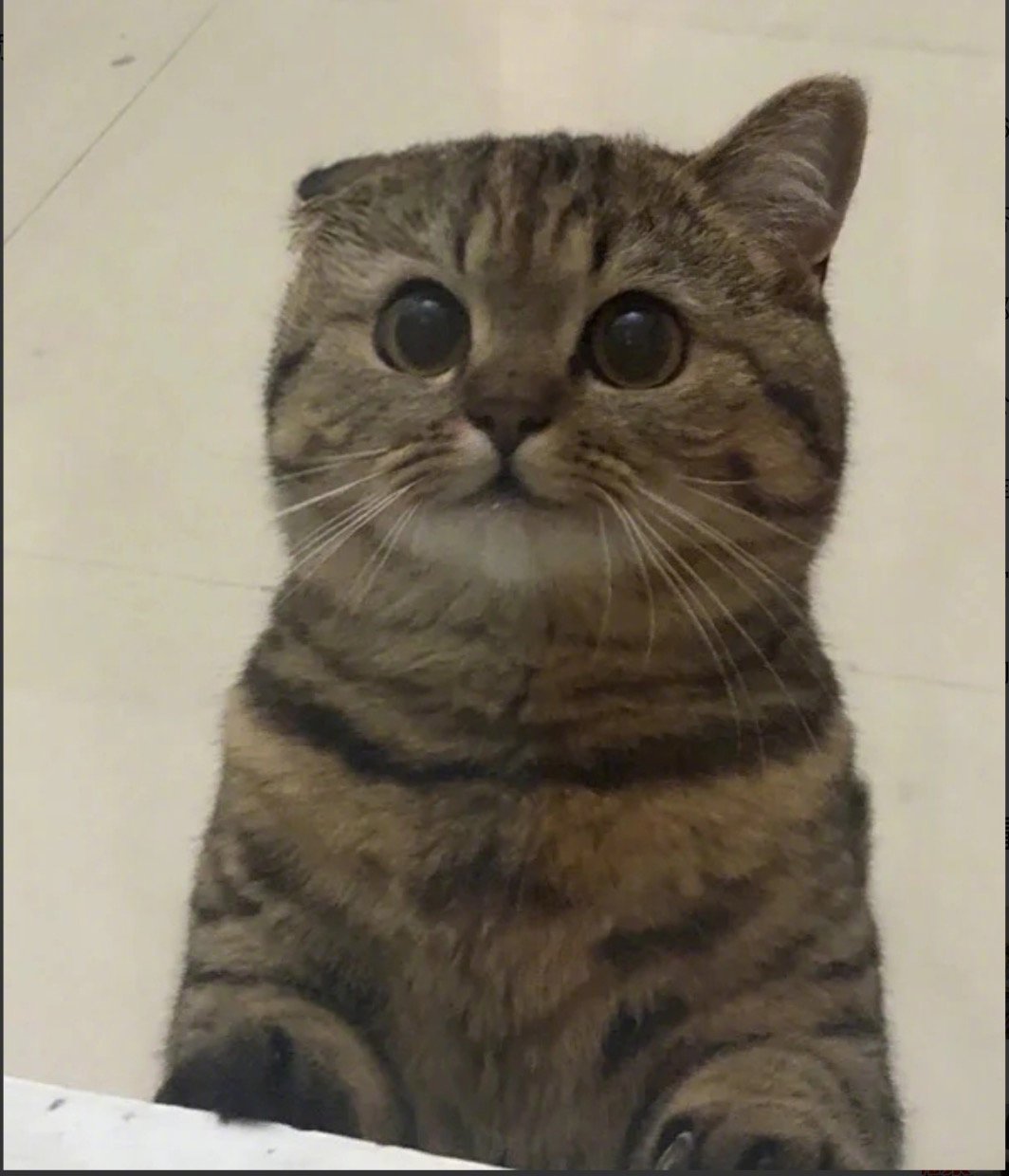 网友：给孩子剃了光头！准备送去当小和尚了。捡来的狸花猫🐱图via