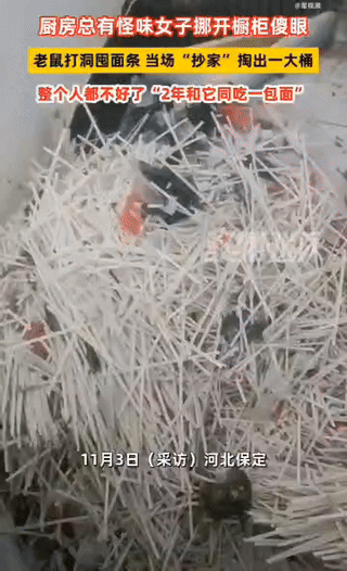 🐭最硬的，囤粮过冬😂25年11月3日，河北保定彭女士因厨房长期有异味，挪开