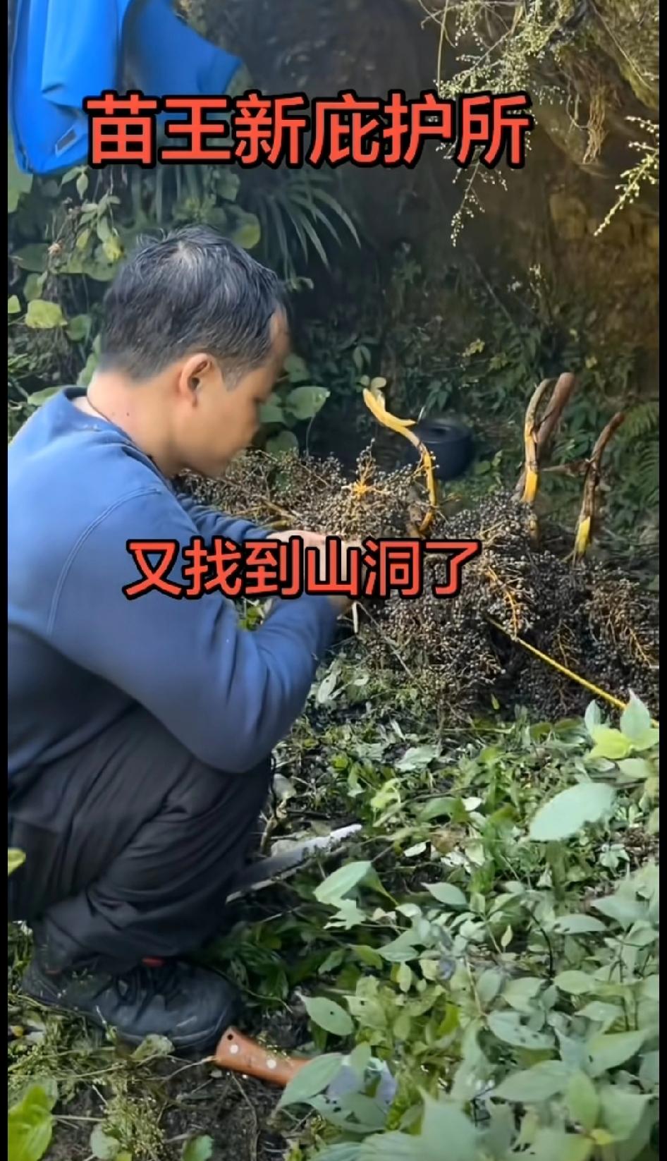 苗王又找到一个新的山洞，作为庇护所，还带了根皮带，老中医带了些线都就开除了藏线