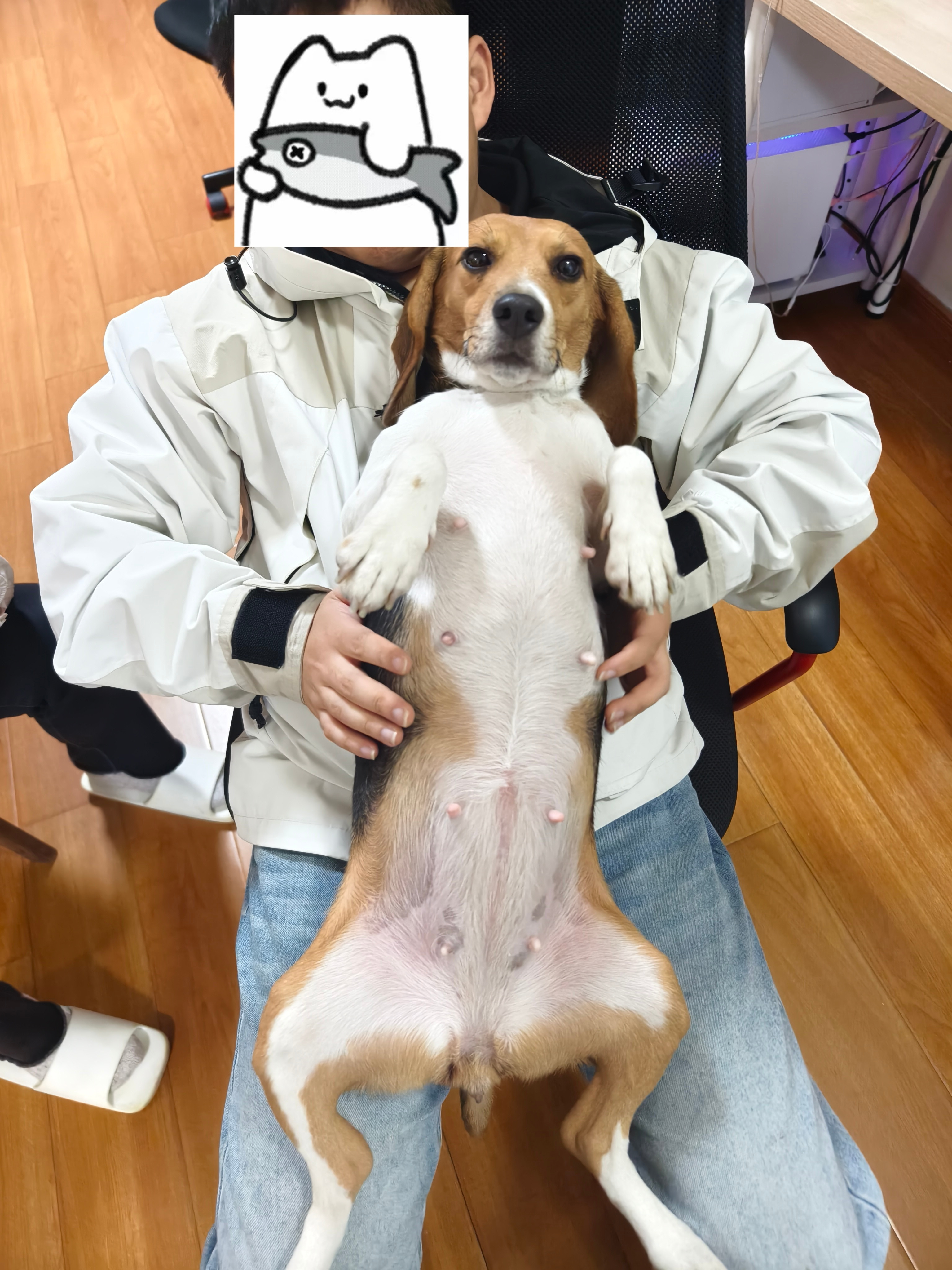 去朋友家玩狗，然后让她把小区里的狗友全部摇下来一起玩。哈哈哈哈。​​​