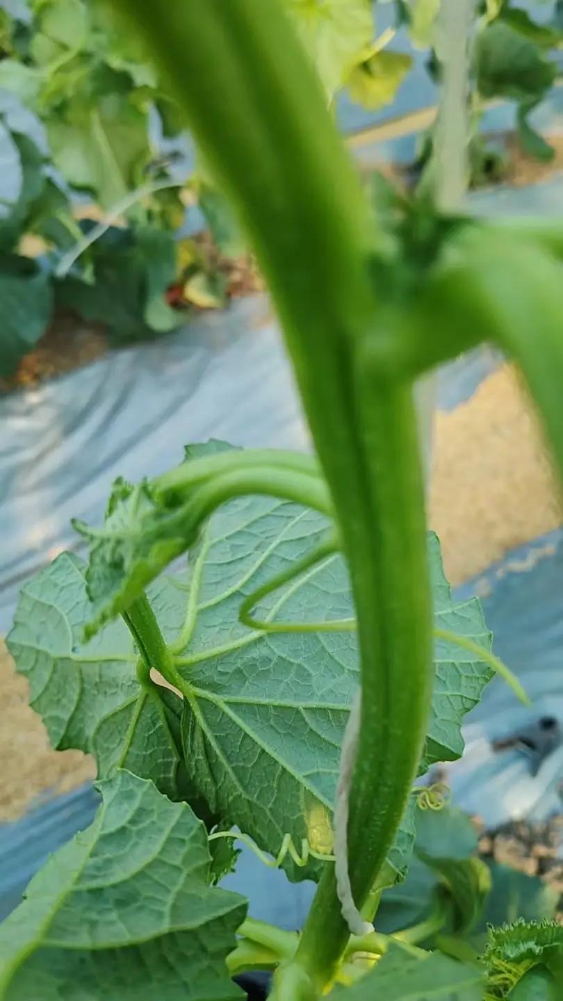 这就是甜瓜典型的蔓枯病
