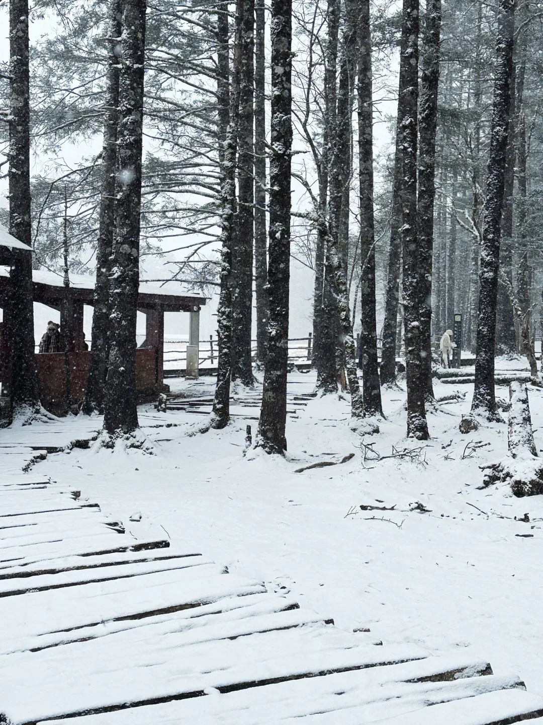 下雪的玉龙雪山 云杉坪才是天花板‼️