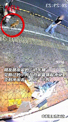 看完这段视频真的挺触动我的，晚上小姐姐牵着小狗出门遛弯，小狗凑到电动车边想去招惹