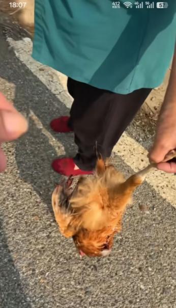 湖北襄阳，一男子称自己开车，在枣阳熊集回板桥途中,黄龙镇附近压了一只鸡，倒车回